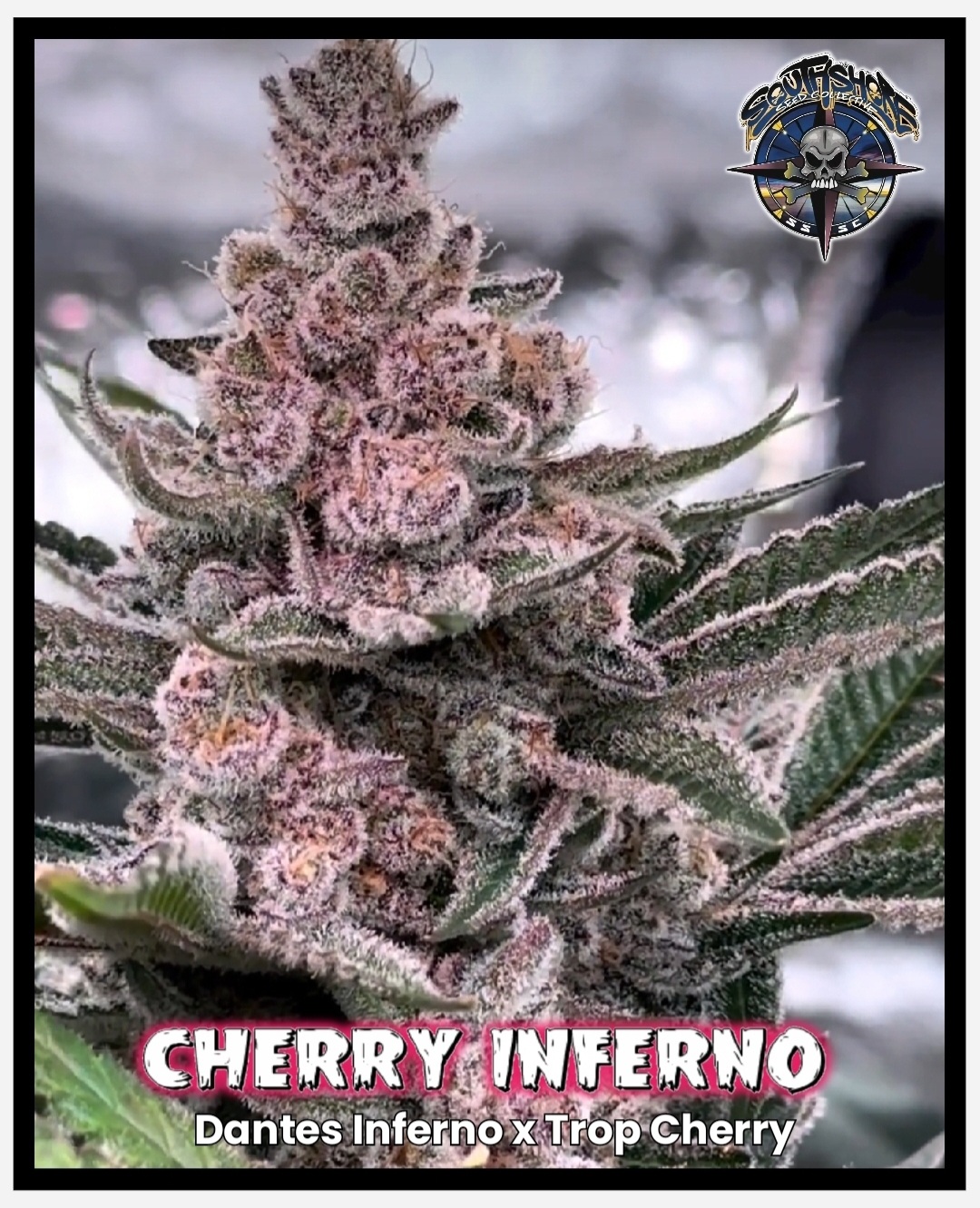 Cherry Inferno